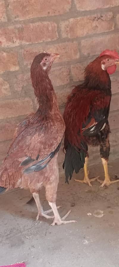 Aseel Bengum Pair