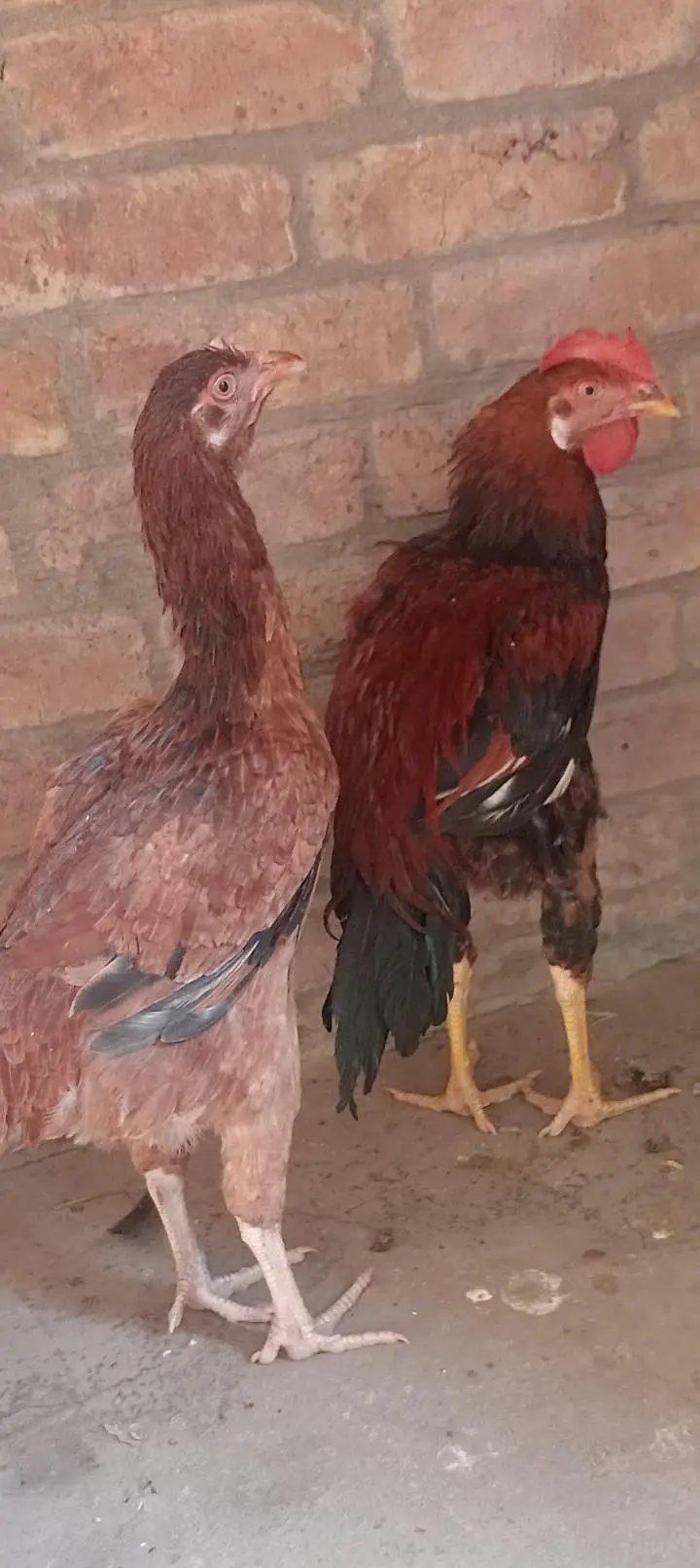 Aseel Bengum Pair — photo 3