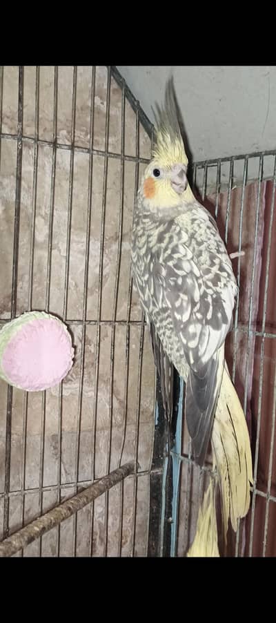 Cockatoo bread par urgent sale