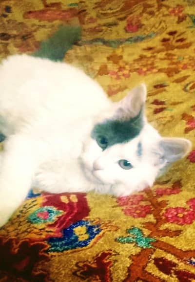parcian  cat  serious buyer send massage in inbox