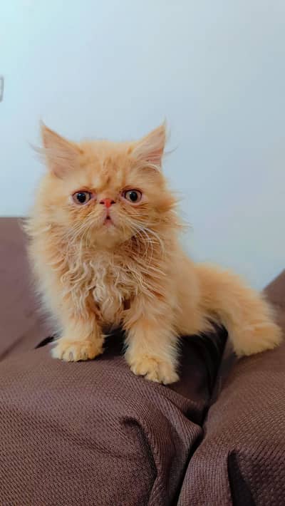 male peke  kitten for sell punch face