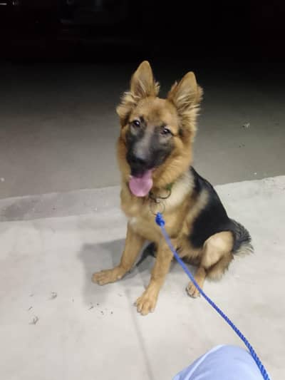 Top Quality Long Coat German Shepherd (Healthy & Active) for Sale