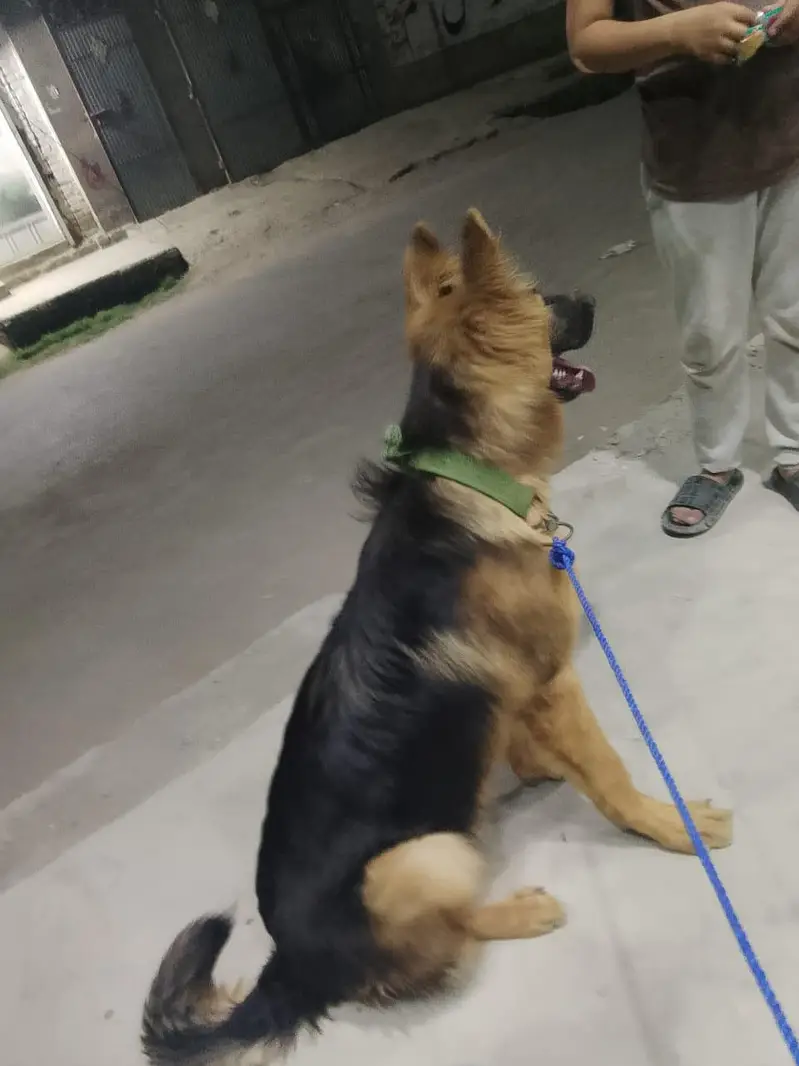 Top Quality Long Coat German Shepherd (Healthy & Active) for Sale — photo 2