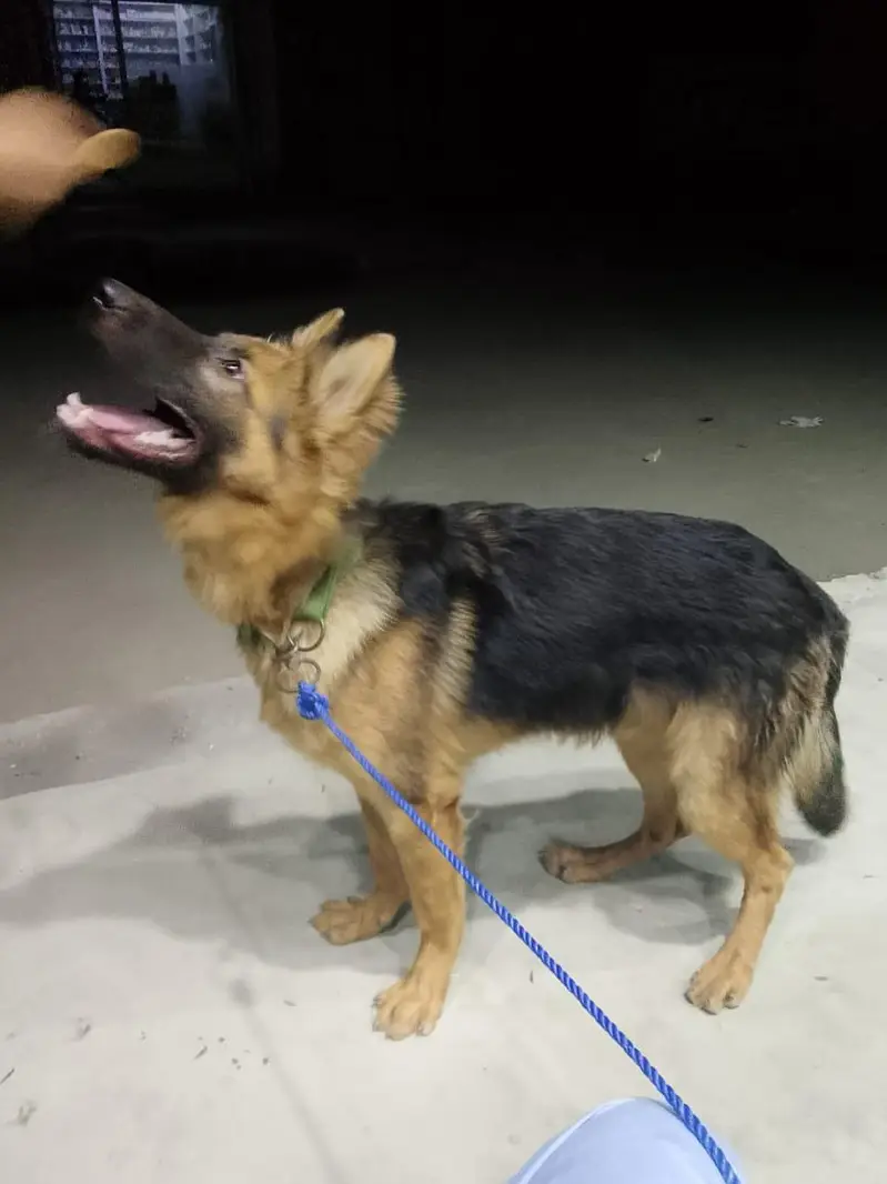Top Quality Long Coat German Shepherd (Healthy & Active) for Sale — photo 3