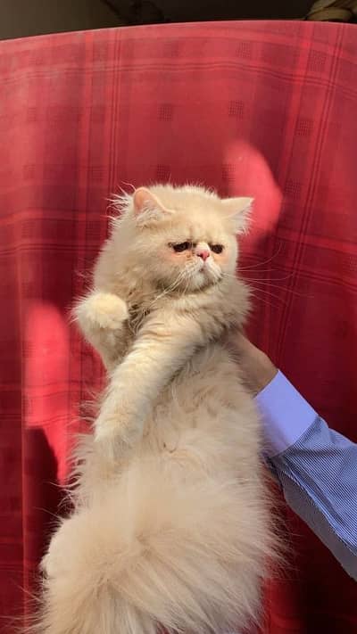 Peki Fawn Imported Male