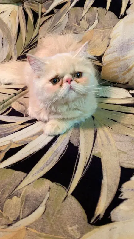 Peki Fawn Imported Male — photo 3
