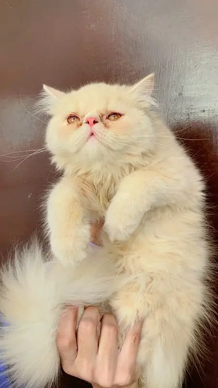 Peki Fawn Imported Male — photo 2