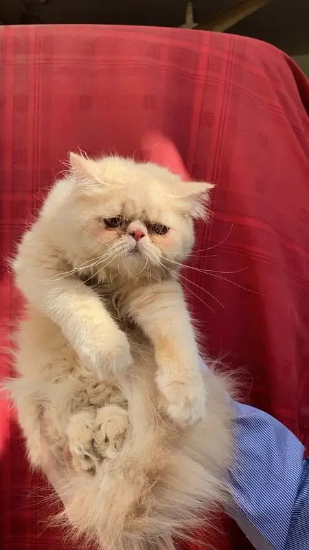 Peki Fawn Imported Male — photo 4