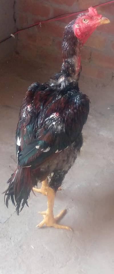 Aseel murga for sale