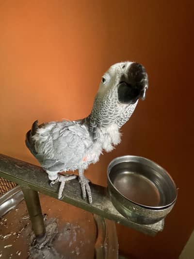 African grey female parrot hand tamed and talking parrot