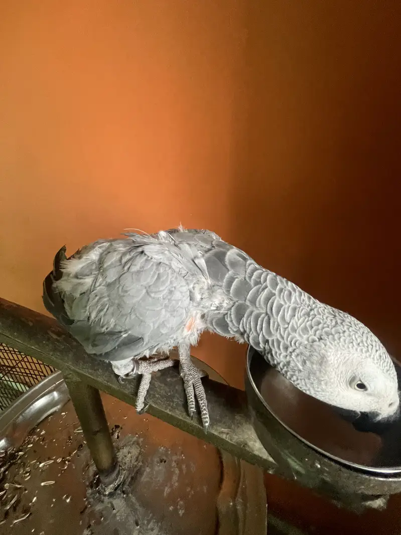 African grey female parrot hand tamed and talking parrot — photo 2