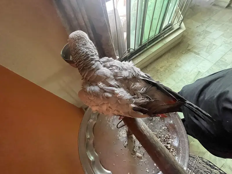 African grey female parrot hand tamed and talking parrot — photo 3