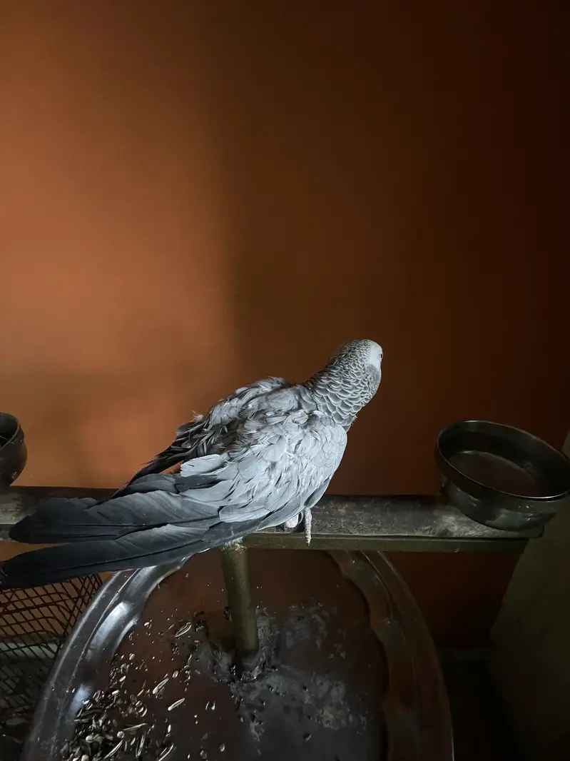 African grey female parrot hand tamed and talking parrot — photo 4