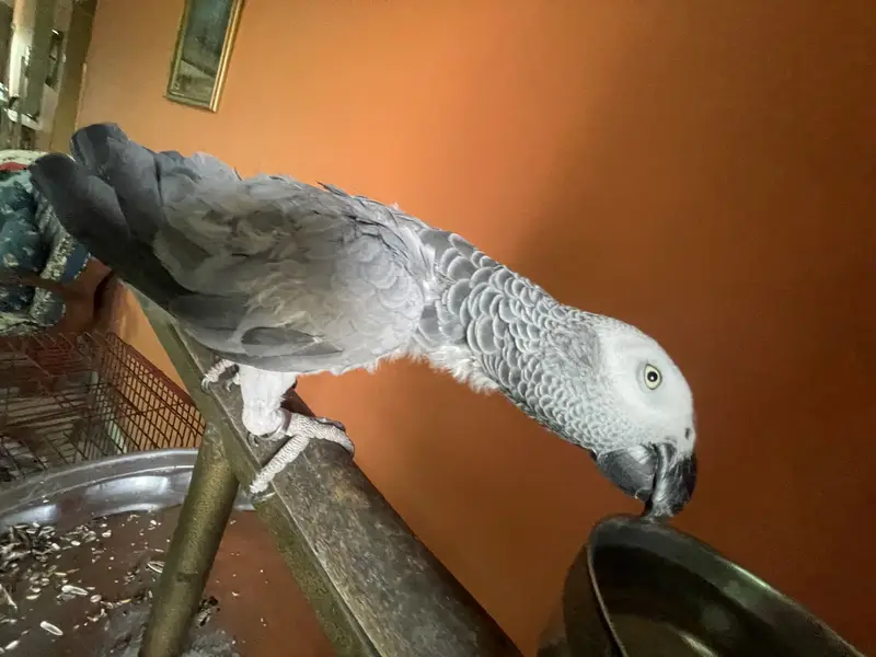 African grey female parrot hand tamed and talking parrot — photo 5
