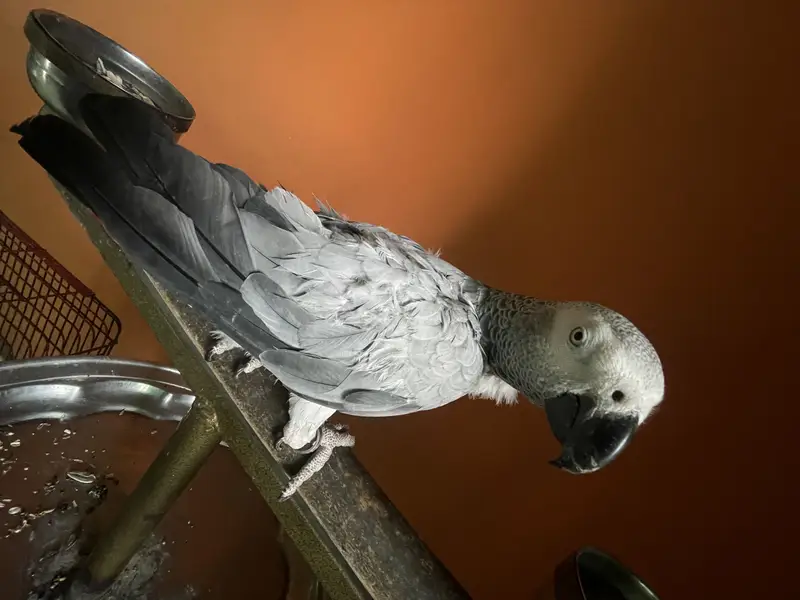 African grey female parrot hand tamed and talking parrot — photo 6