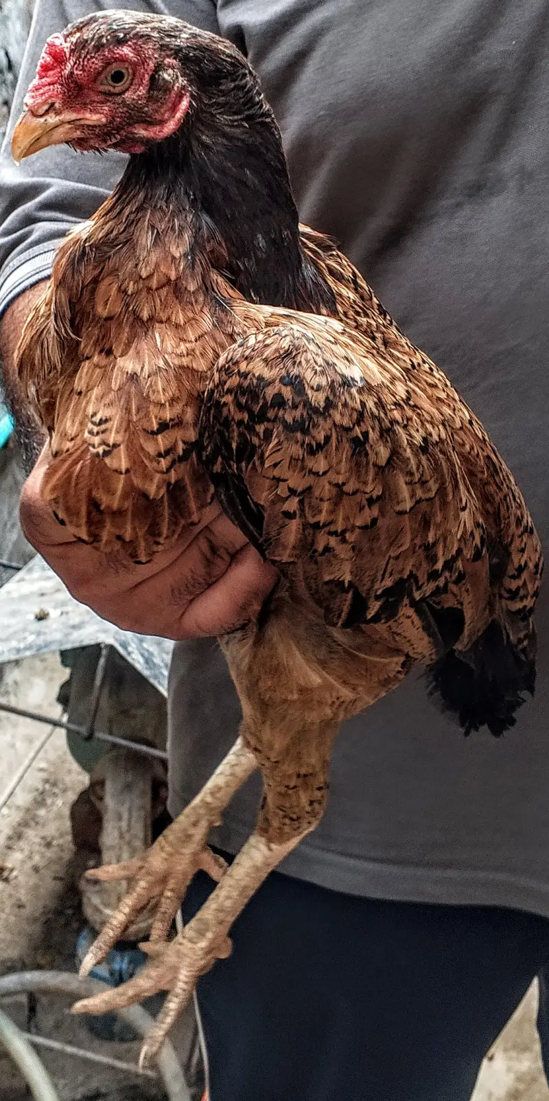 ASEEL MURGHIYA For Sale — photo 2