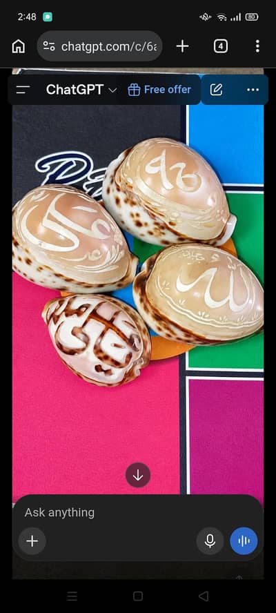 Beautiful large Decorative sea shell natural sea shell