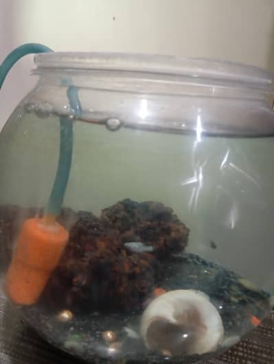 Molly fish Ka mukamal setup