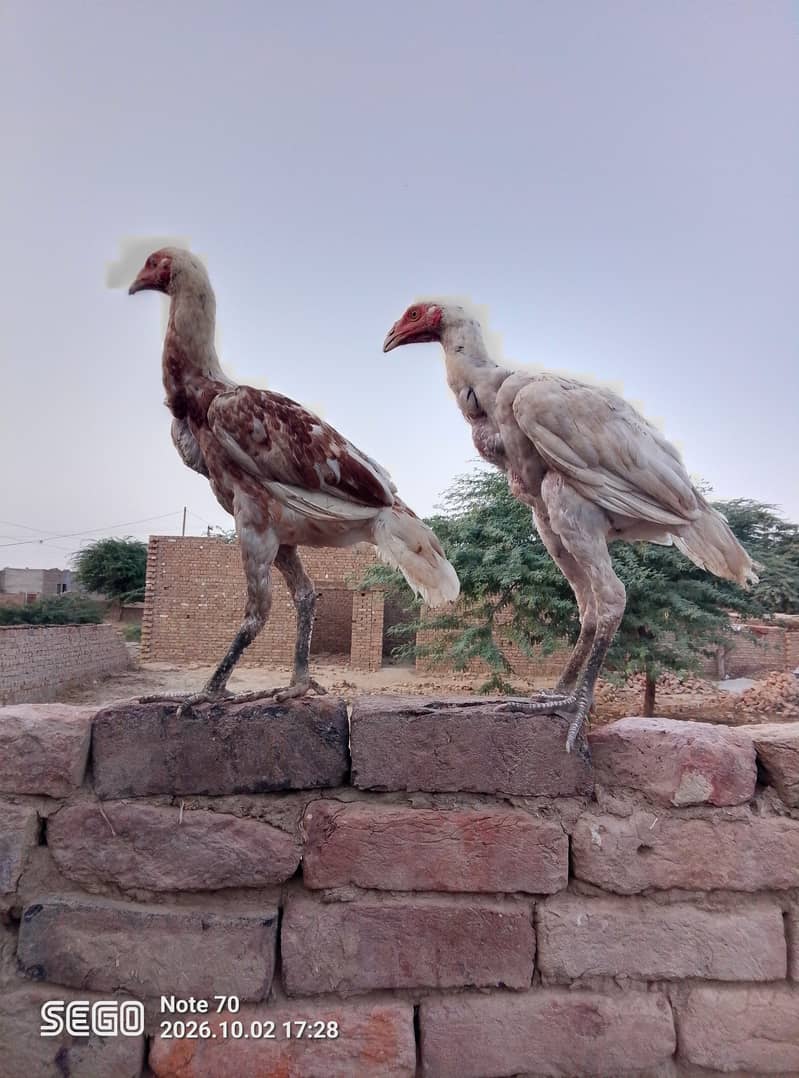 aseel pair 0