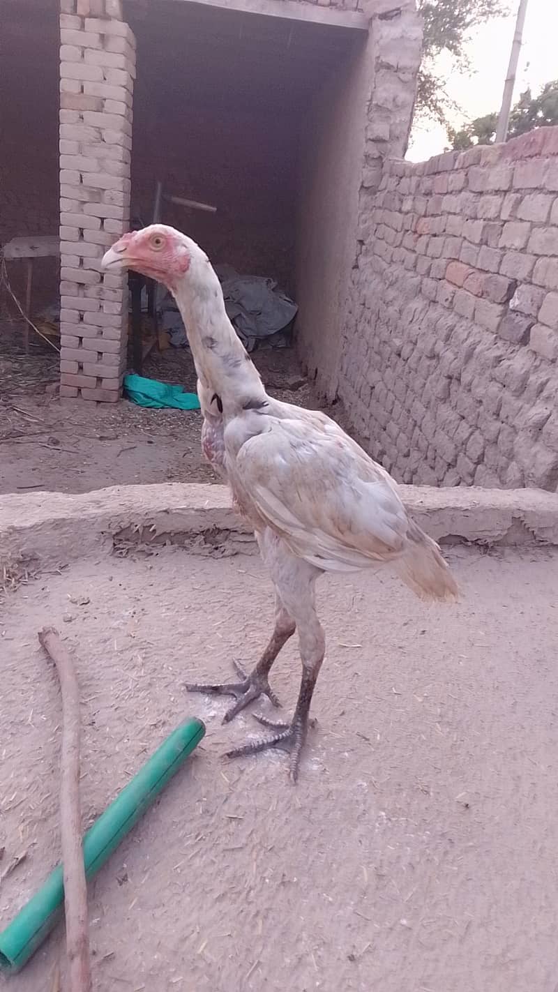 aseel pair 1