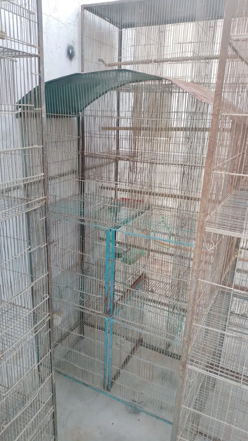 Large Portion Iron Bird Cage for Sale — photo 4