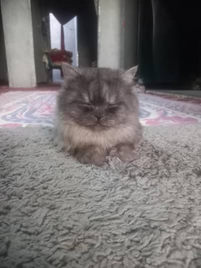 Persian male cat for sale  triple  coat