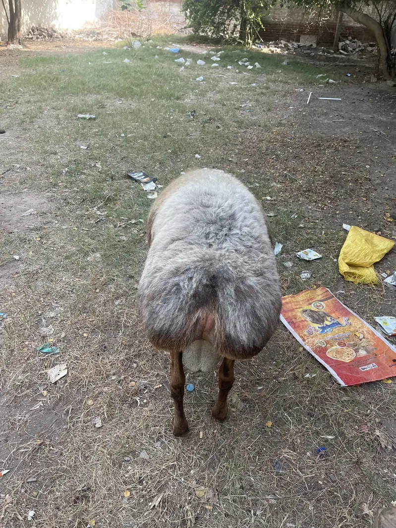 Heavy Weight Turkey Dhumba Fresh 2Dant — photo 4