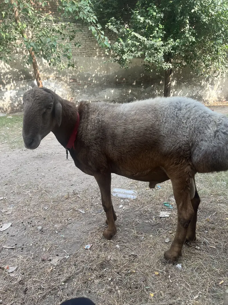 Heavy Weight Turkey Dhumba Fresh 2Dant — photo 5