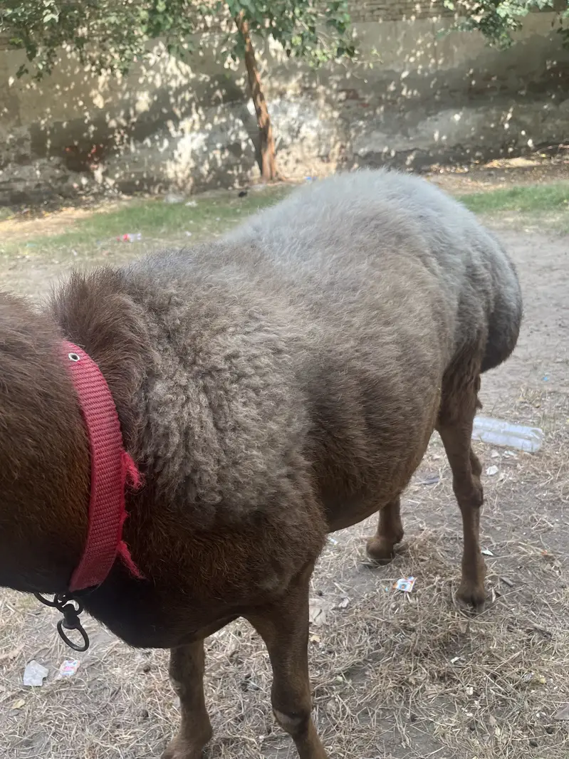 Heavy Weight Turkey Dhumba Fresh 2Dant — photo 7