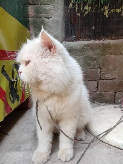 persian cat