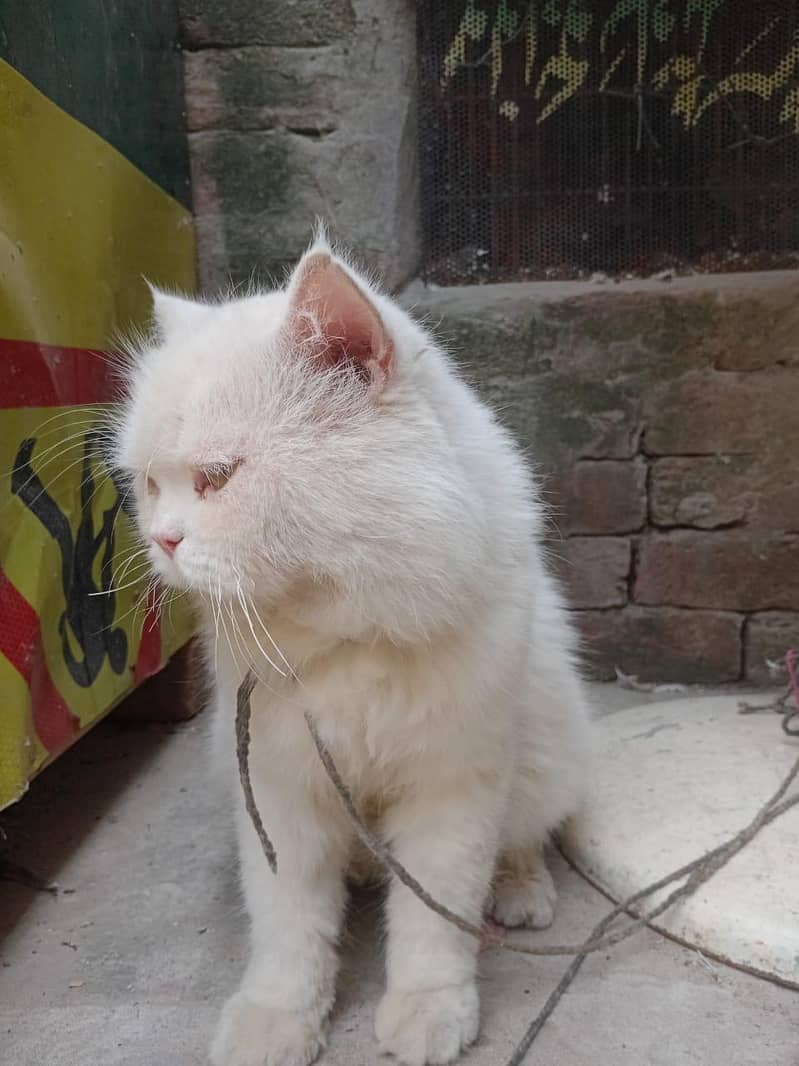 persian cat 1