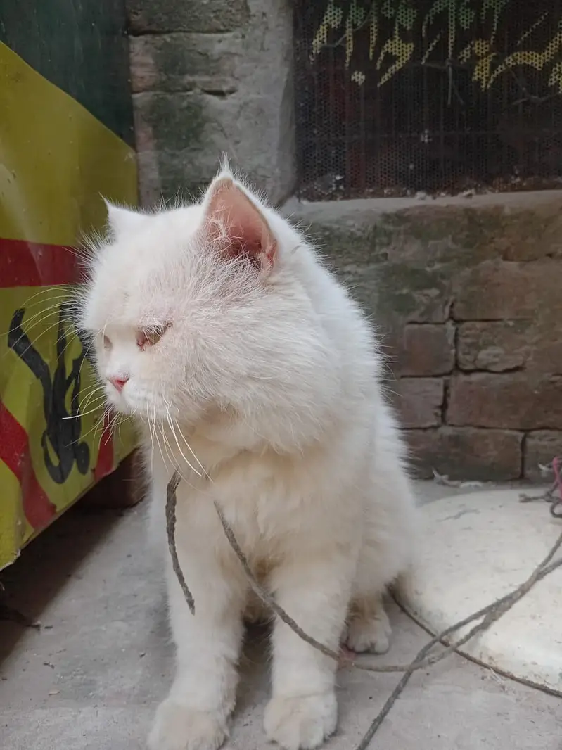 persian cat — photo 2