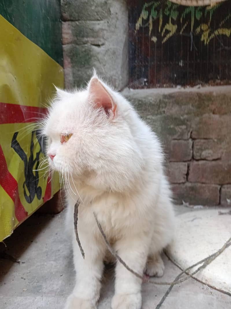 persian cat 2