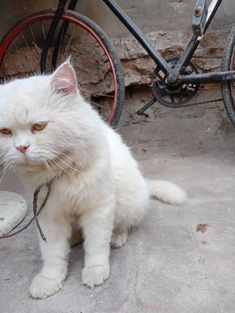 persian cat 3
