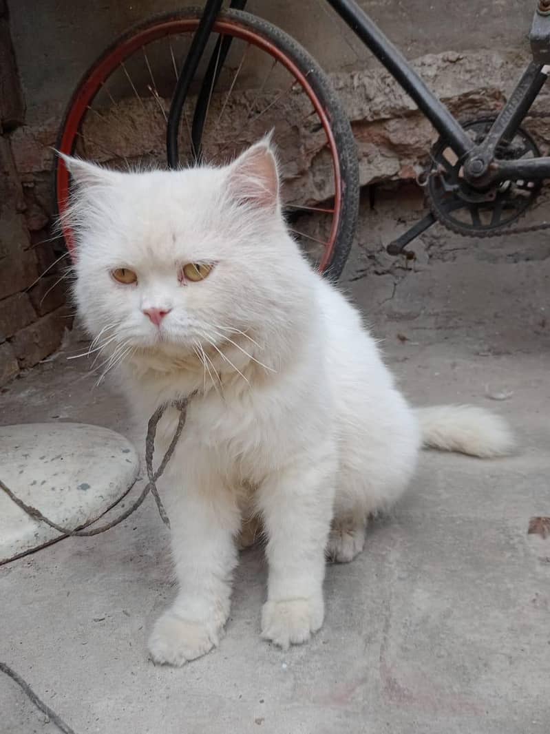 persian cat 4
