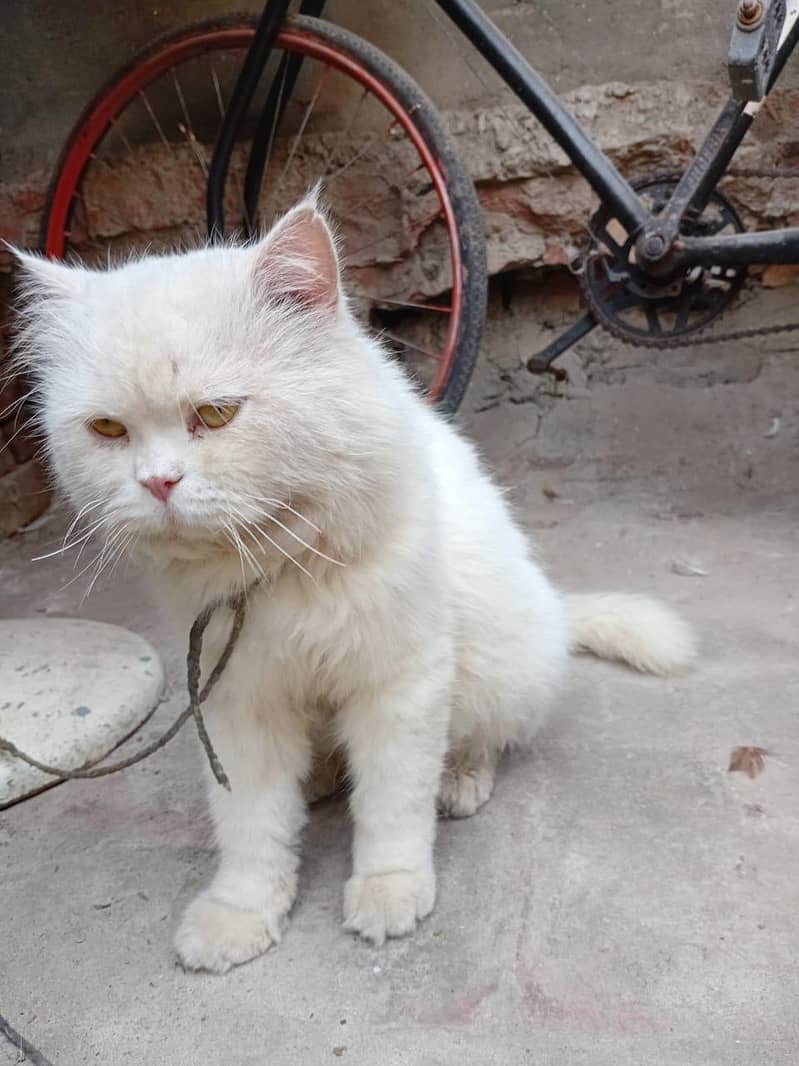 persian cat 5