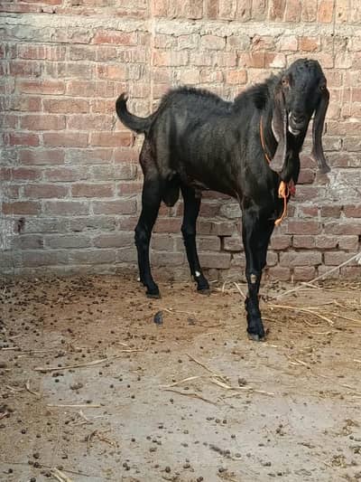 black beauty beetal male
