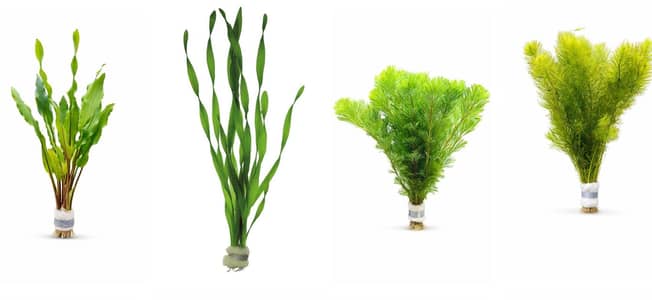 Aquarium live plants