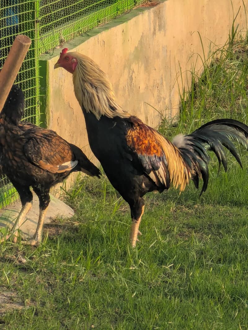 Birds 4