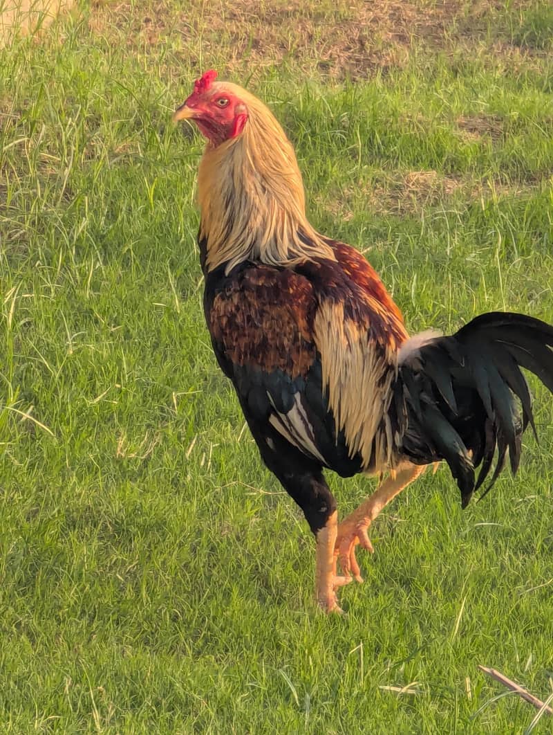 Birds 5