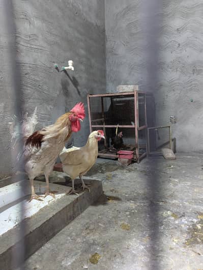 Golden Misri Breed 2 Healthy Hens + 1 Rooster – Egg Laying