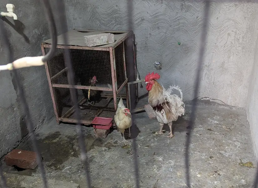 Golden Misri Breed 2 Healthy Hens + 1 Rooster – Egg Laying — photo 2