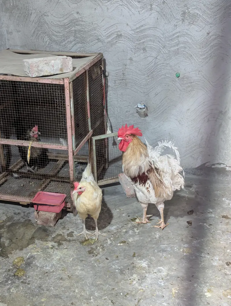 Golden Misri Breed 2 Healthy Hens + 1 Rooster – Egg Laying — photo 3