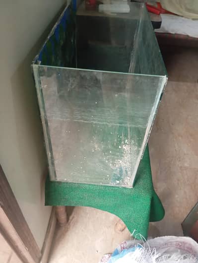fish aquarium