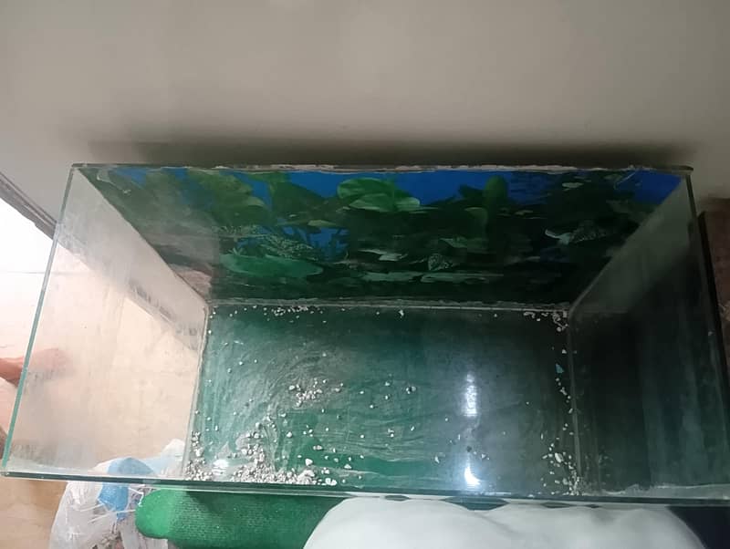 fish aquarium 1