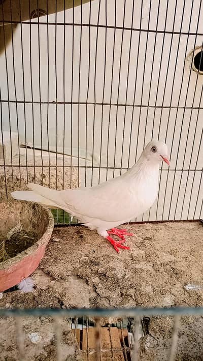 Pigeon male