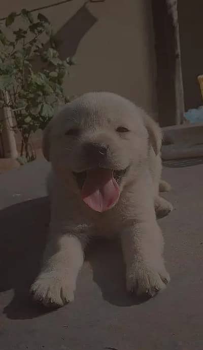 British labrador puppies available for sale