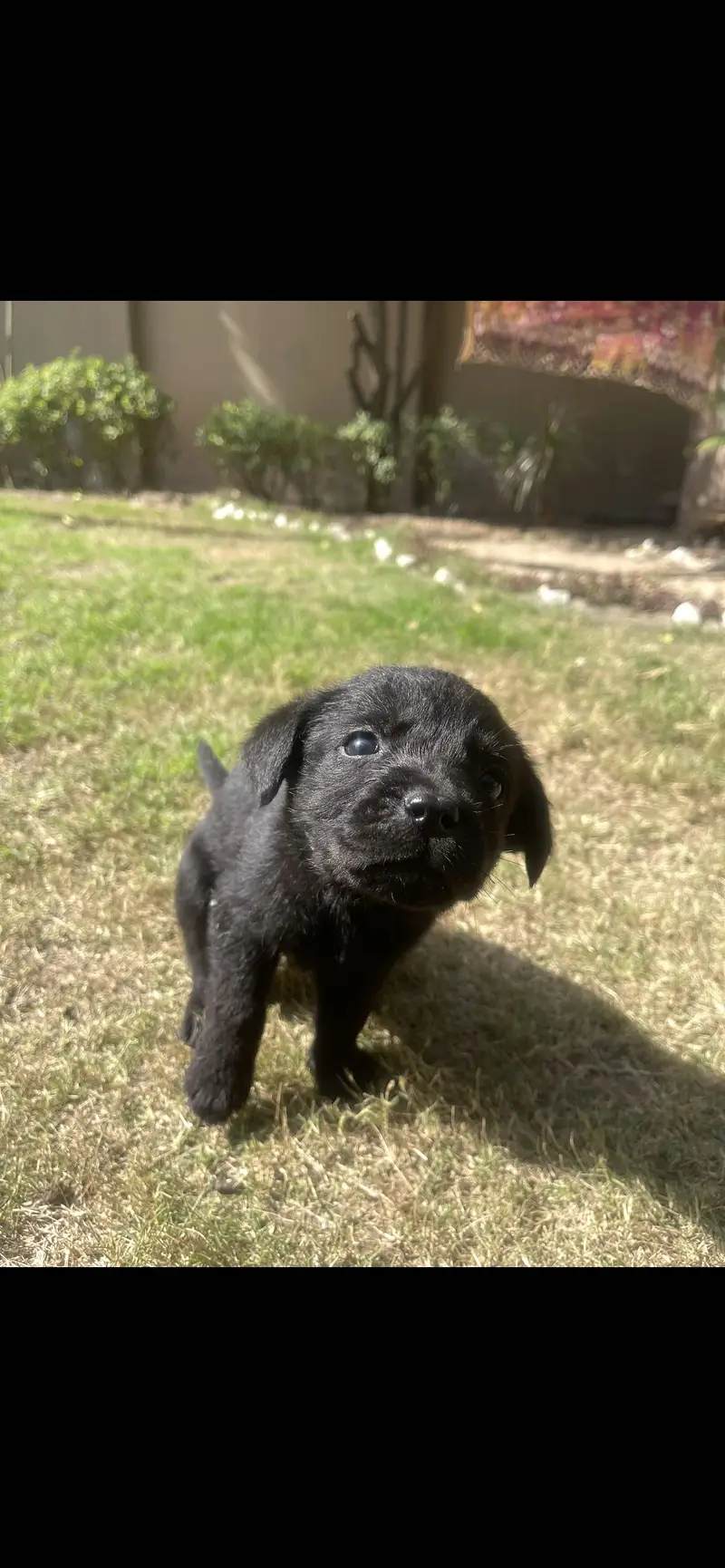 British labrador puppies available for sale — photo 4
