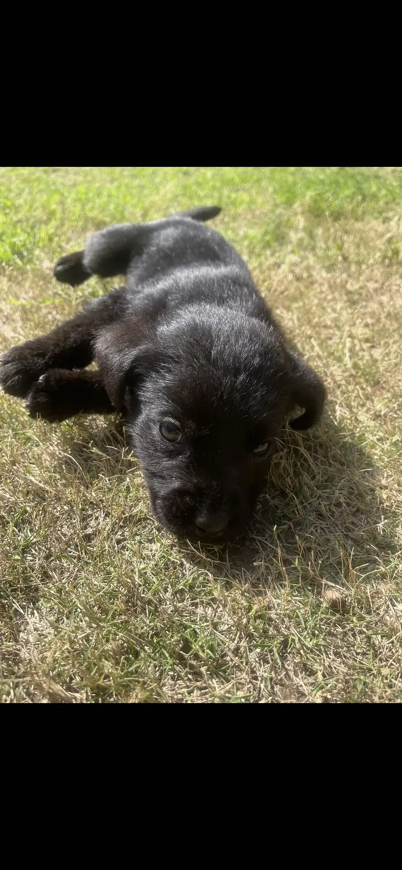 British labrador puppies available for sale — photo 5