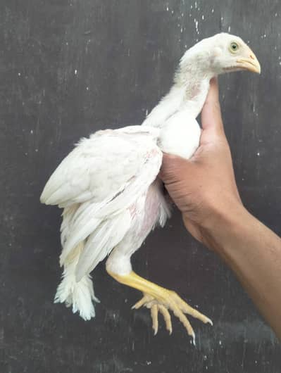 0 Shamo chicks